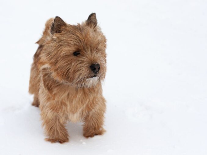Chien de la Reine d'Angleterre | Chiens Elizabeth II Corgis Dorgis