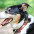 adopter un bouvier d’appenzell ce qu’il faut savoir avant de se décider