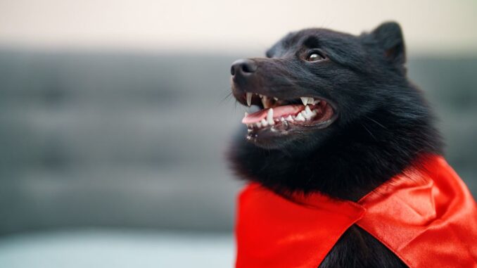 adopter un schipperke les points essentiels à connaître absolument