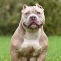 american bully xl check list d’adoption avant de se lancer
