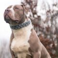 american bully xl choisir harnais, collier et muselière sans se tromper