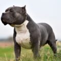 american bully xl gérer la mue, le bain et l’odeur au quotidien