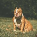 american bully xxl accessoires vraiment utiles et ceux à éviter