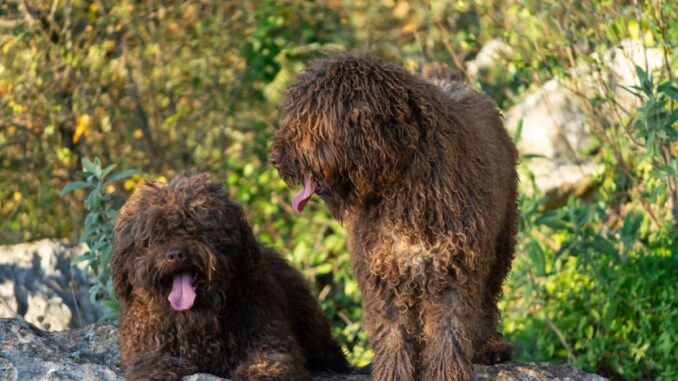 Chien d’eau espagnol et allergies : pourquoi sa toison fait la ...