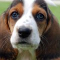 choisir un éleveur de basset de westphalie points clés à vérifier