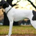 choisir un éleveur de terrier japonais fiable et reconnu