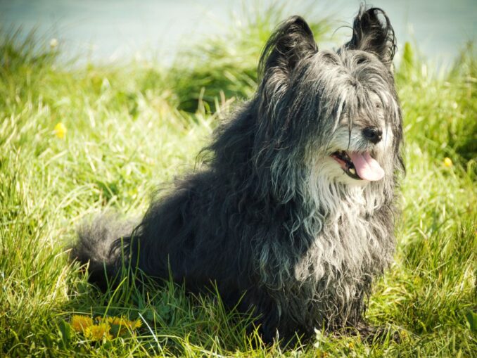 Chien de la Reine d'Angleterre | Chiens Elizabeth II Corgis Dorgis