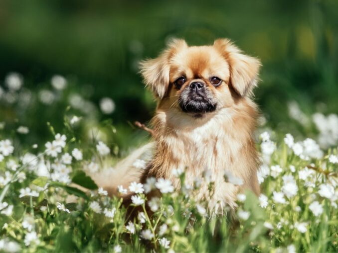 Chien de la Reine d'Angleterre | Chiens Elizabeth II Corgis Dorgis