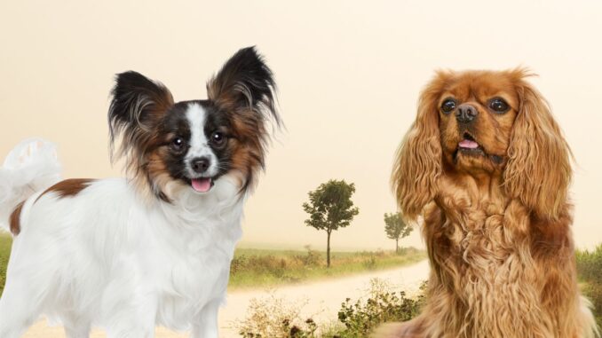 Sweat à Capuche Épagneul Cavalier King Charles - Pour Amoureux Des Chiens, Design Mignon - 9