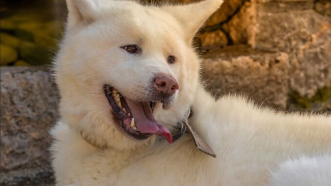 le caractère de l’akita inu un mélange de dignité, fidélité et indépendance