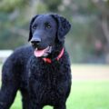 les origines du retriever à poil bouclé (curly coated retriever) du marais anglais aux foyers modernes