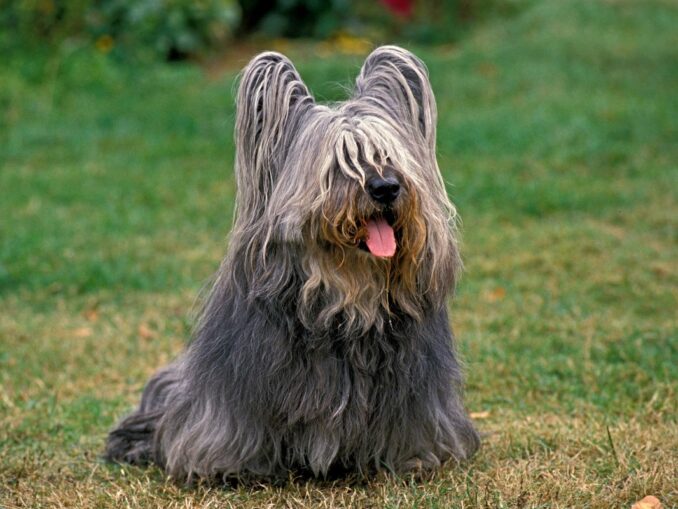 Chien de la Reine d'Angleterre | Chiens Elizabeth II Corgis Dorgis