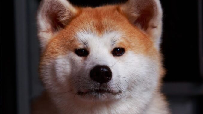 pourquoi l’akita inu séduit autant un chien noble au tempérament unique
