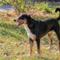 pourquoi le bouvier d’appenzell est un excellent chien de garde et de troupeau