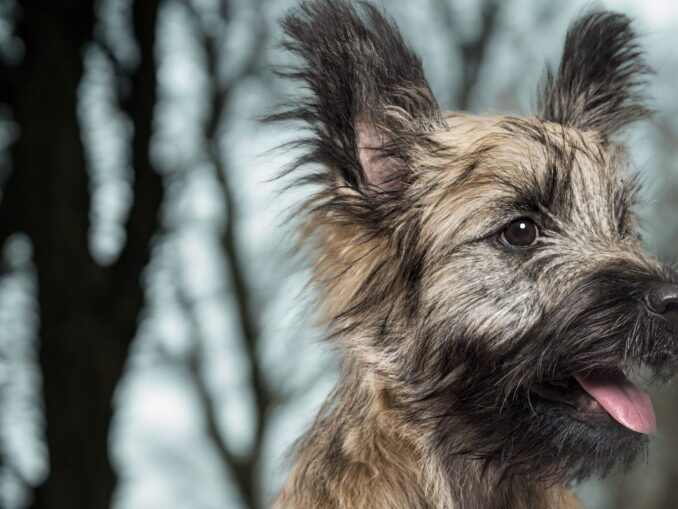 Chien de la Reine d'Angleterre | Chiens Elizabeth II Corgis Dorgis