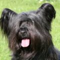 skye terrier conseils toilettage pour prendre soin de son poil long et soyeux