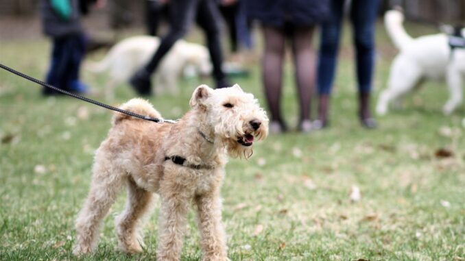accessoires pour lakeland terrier harnais, laisse et équipements adaptés