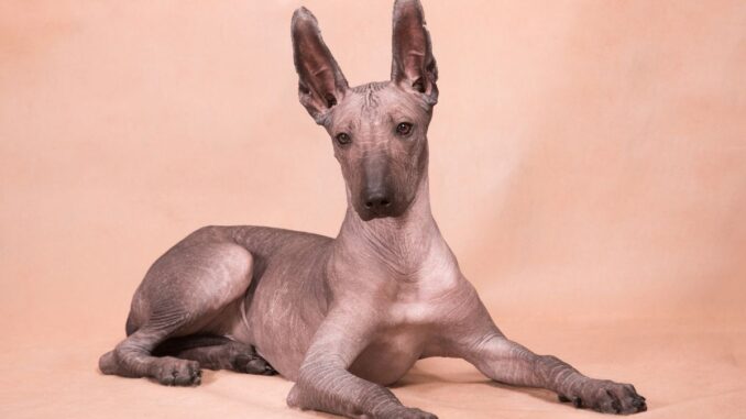 caractère du chien nu mexicain un compagnon fier, intelligent et attachant