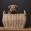 choisir un élevage de border terrier repérer un éleveur sérieux et éviter les mauvaises surprises