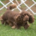 choisir un élevage de sussex spaniel trouver la passion, l’éthique et l’amour du chien