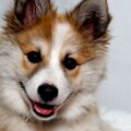 choisir un harnais adapté, un couchage confortable et des accessoires pratiques pour son chien norvégien de macareux