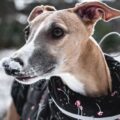 choisir un harnais confortable, un manteau chaud et un couchage moelleux pour son whippet