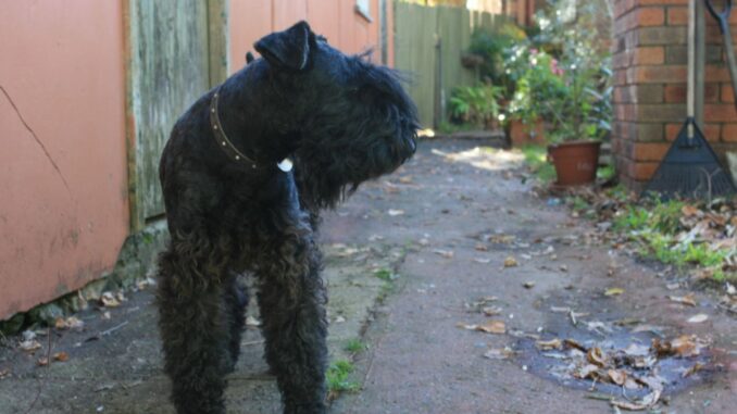 comment reconnaître un bon élevage de terrier kerry blue