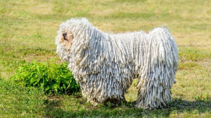 Entretenir un Puli : secrets d’une toison légendaire et d’un chien ...