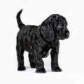 le sussex spaniel au quotidien un regard plein d’âme et une tendresse inépuisable