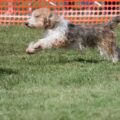 offrir confort et chaleur harnais, manteau et couchage adaptés au petit basset griffon vendéen