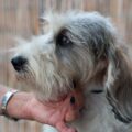 protéger la vitalité du petit basset griffon vendéen grâce à des bilans vétérinaires réguliers