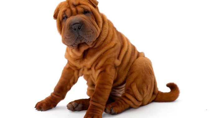 shar peï caractère, instincts et tempérament singulier