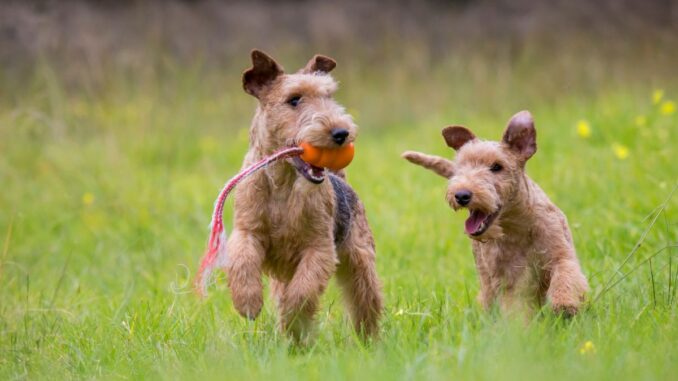 voyager avec un lakeland terrier conseils pour la voiture, le train et l’avion