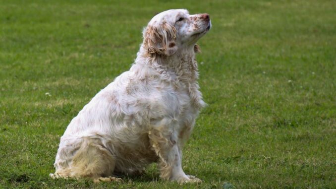 clumber spaniel douceur, flegme et instinct de chasseur au grand cœur